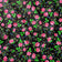 Bomullstyg – Highland Flowers Black II